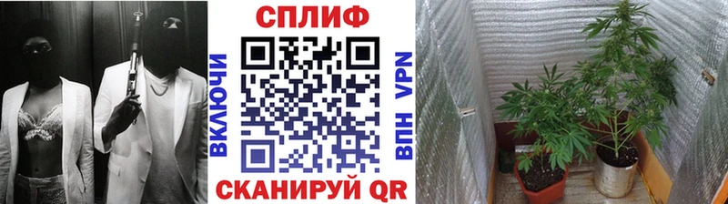 мега маркетплейс  купить закладку  дарк нет какой сайт  Бошки Шишки семена  Ленск 